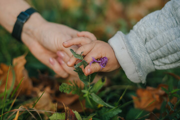 Close-up view of a little kid's and mother's hands picking wildflowers. Walk in the meadow. Female hands reach for the flower.