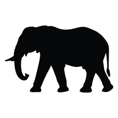 Fototapeta premium silhouette of elephant