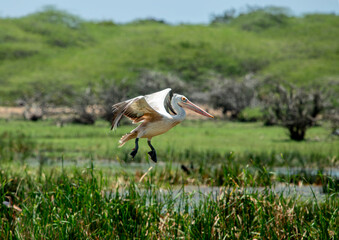 Pelecanus philippensis is a very large water bird species from the pelicans family. It spends its breeding season in southern Asia, from southern Pakistan through India to Indonesia.