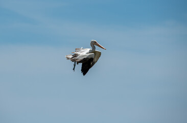 Pelecanus philippensis is a very large water bird species from the pelicans family. It spends its breeding season in southern Asia, from southern Pakistan through India to Indonesia.