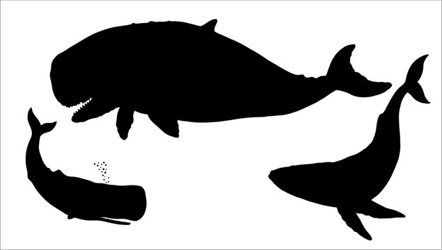 Vector drawing with three whale silhouettes: blue whale, sperm whale and prehistoric leviathan. Illustration to cut out and glue.	