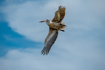 Pelecanus philippensis is a very large water bird species from the pelicans family. It spends its breeding season in southern Asia, from southern Pakistan through India to Indonesia.