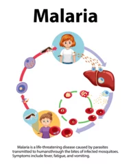 Rolgordijnen Life Cycle of Malaria Parasite: A Visual Guide © GraphicsRF