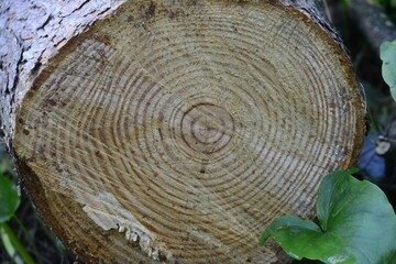 Wood trunk cut out loan circular section of tree