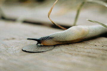 Snail on a wooden background. Snail without shell on wooden board. Helix with antenna in the garden. Wildlife, macro. Macro of gastropod. Nature in details. Animals in garden.