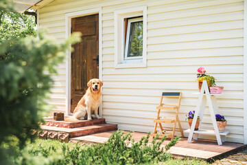 Loyal Golden Retriever Dog sitting on the house doorstep and waiting his owner. Top Quality...