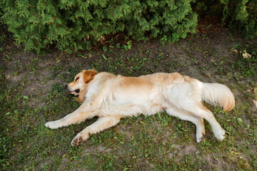 The golden retriever dog lies on back on green grass of backyard background. Top view on relaxing pet outdoors. Funny time with domestic animal. Cheerful doggy. Friendship concept. Summer activity