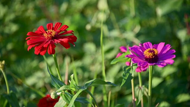 Zinnia flowers sway in the wind. One flower is red and the other is magenta. Tongluo, Miaoli County, Taiwan.