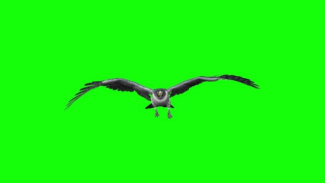 Peregrine Falcon - Raptor Bird - Flying Loop - Front View CU - Green Screen