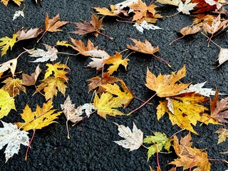 Autumn leaves on the ground in golden colours