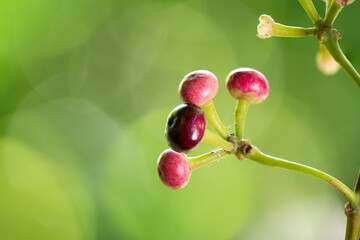 Ardisia polycephala branch fruits on natural background.