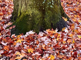Autumn leaves on the ground in below trunk of a tree