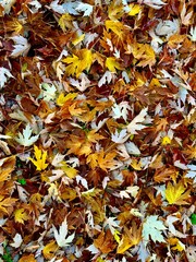 Autumn leaves on the ground in golden colours