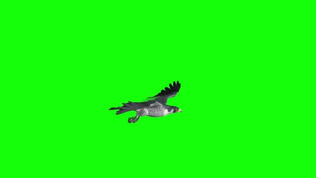 Peregrine Falcon - Raptor Bird - Flying Loop - Side View CU - Green Screen