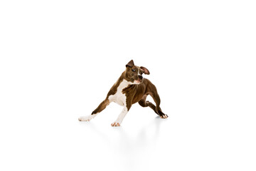 Playful, active puppy, purebred american staffordshire terrier in motion, running, playing isolated...