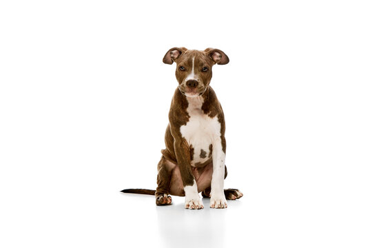 Adorable, cute puppy, dog, purebred american staffordshire terrier calmly sitting isolated over white background. Concept of animal lifestyle, care, pet friend, vet. Negative space to insert text