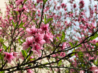 Blooming cherry tree close up view