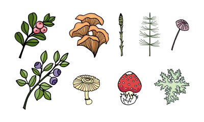 A set of color images of forest plants, mushrooms, berries, branches for your design.