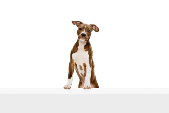 Adorable, cute puppy, dog, purebred american staffordshire terrier calmly sitting isolated over white background. Concept of animal lifestyle, care, pet friend, vet. Negative space to insert text