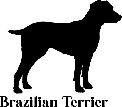  Brazilian Terrier. Dog silhouette dog breeds logo dog monogram logo dog face vector
SVG