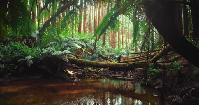 Californian redwood forest, Otway National Park, Australia