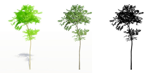 Set or collection of Evergreen Ash trees, painted, natural and as a black silhouette on white background. Concept or conceptual 3d illustration for nature, ecology and conservation, strength, beauty