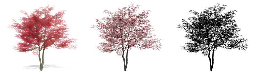 Set or collection of Flowering Dogwood trees, painted, natural and as a black silhouette on white background. Concept or conceptual 3d illustration for nature, ecology and conservation, strength