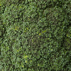 Fresh raw green broccoli close up full frame as background