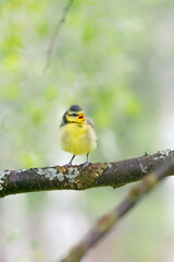 Wild bird in natural habitat. Funny nestling sitting on the branches of tree with young green leaves