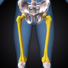 human skeleton knee,patella and fibula anatomy system. 3d illustration - obrazy, fototapety, plakaty