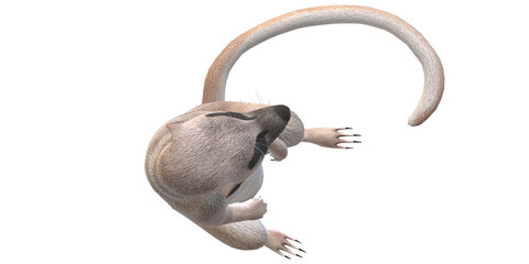 Meerkat isolated on a Transparent Background