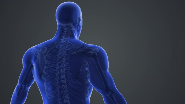 Medical animation with shoulder joint pain
