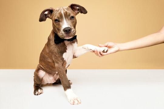 Portrait of adorable puppy, cute dog american staffordshire terrier in bow tie giving paw against beige background. Concept of animal lifestyle, care, pet friend, vet
