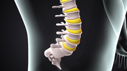 male skeleton clavicle,sternum,ribs,radius and vertebrae anatomy. 3d illustration 