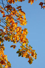 Kastanienlaub, Kastanie, Golgelbes Herbstlaub an einem Baum hängend,  Deutschland