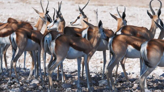 A herd of wild African antelopes stands in the shade of an acacia tree during the day in a national park