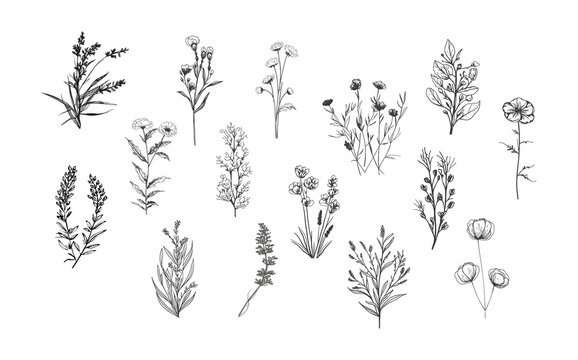 A set of a variety botanical plants and flowers.Line art.