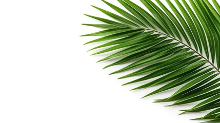 tropical and coconut leaf isolated on white background