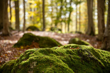 Group of rocks covered with moss, in the woods, surrounded by the carpet of dry leaves and with autumnal chestnut trees in the background, Monte Amiata, Tuscany, Italy