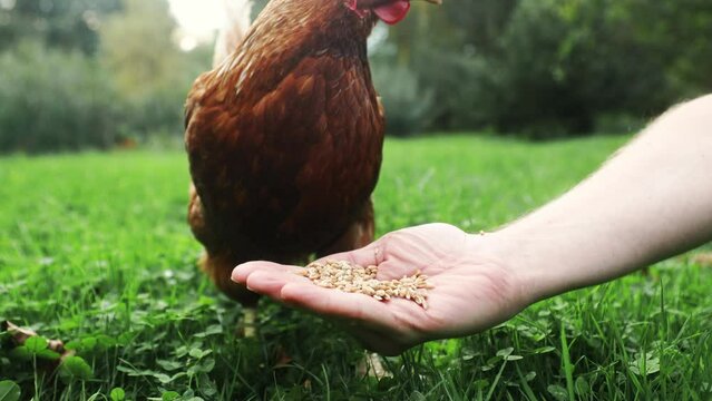 Farmer is feeding hen from hand. Chicken pecking grains from hand of man in green grass. Themes organic farm, care and trust. Real time in 4K resolution..