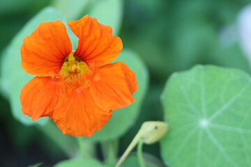 yellow and orange nasturtium, plant for eating and decorating dishes, natural antibiotic