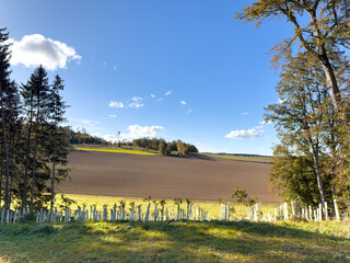 Fototapeta premium Plantation of young trees between the Bavarian forest with blue sky background