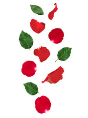 Falling red rose petals and green leaves isolated on white background. applicable for design of greeting cards on  Valentine's Day. transparent background