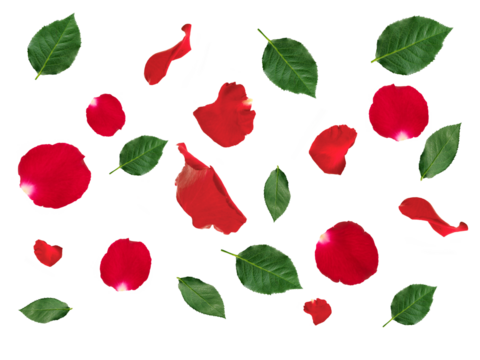 Falling red rose petals and green leaves isolated on white background. applicable for design of greeting cards on  Valentine's Day. transparent background