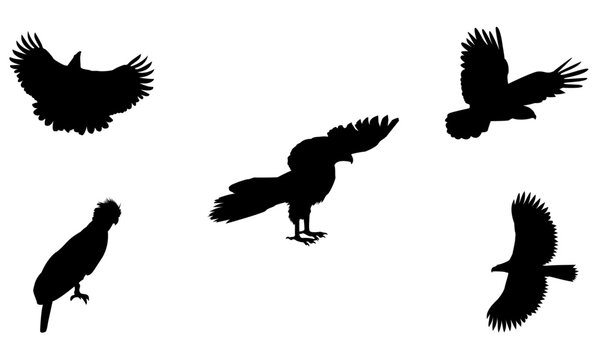 Philippine eagle silhouettes set vector illustration