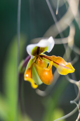 Paphiopedilum Lathamianum or Venus slipper. Graceful orchid in bloom. Floriculture as hobby or...