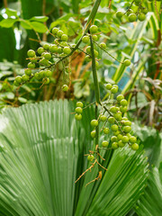 Green pods of Licuala grandis, the ruffled fan palm. Large leaves of Vanuatu fan palm or Palas palm. Growing exotic plants in greenhouse. Botany and floriculture as hobby.