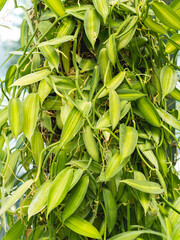 Green leaves of Vanilla planifolia, species of vanilla orchid. Growing edible plants in greenhouse. Floriculture and botany as hobby or business.