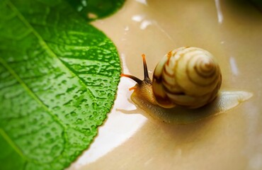 Snail