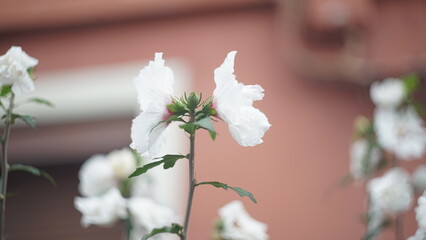 White Flower